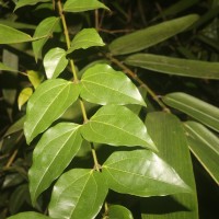 Strychnos trichocalyx A.W.Hill